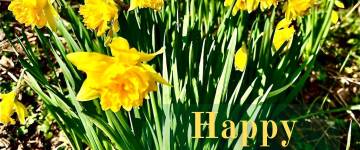 Happy St David’s Day / Dydd Gŵyl Dewi Hapus